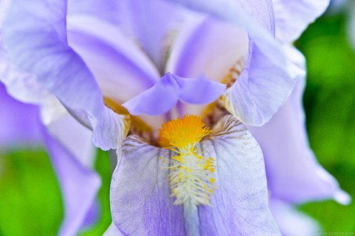 Light blue iris free photo