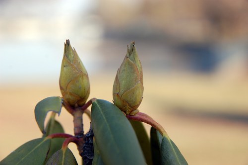 Magnolia buds free photo