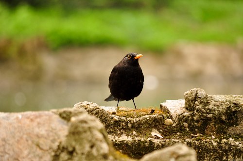 Male blackbird on a stone free photo