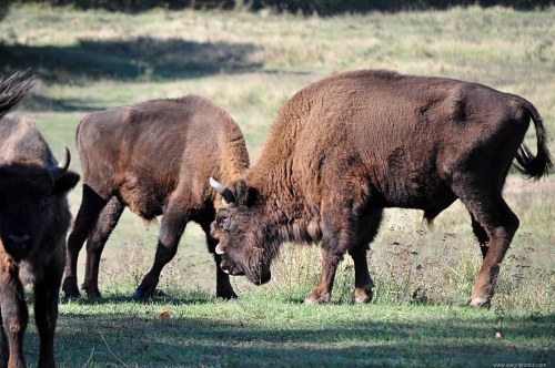 Male buffalos fighting free photo