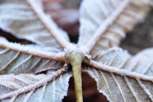 Morning  frost on maple leaf free photo