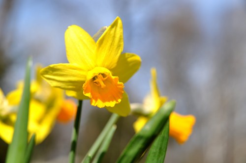 Narcissus free photo