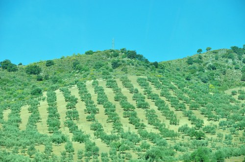 Olive plantation free photo