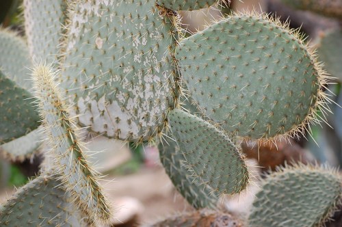 Opuntia cactus with spikes free photo