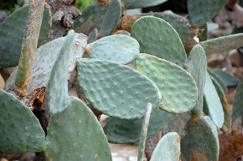Opuntia cactus free photo