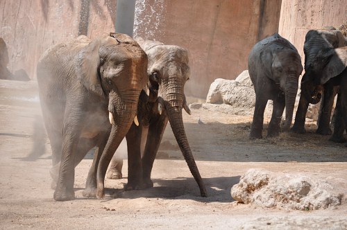 Pair of african elephants free photo