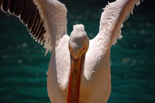 Pelican flying above water free photo