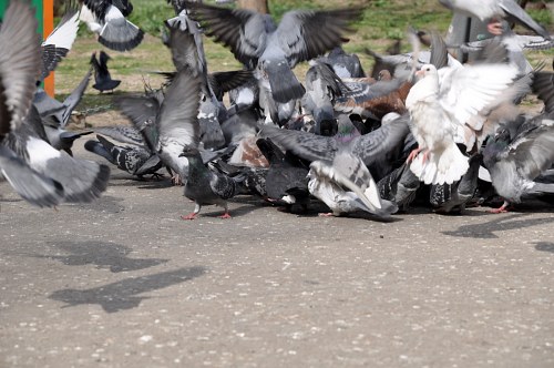 Pigeons in city free photo