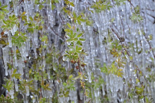 Plant caught in ice free photo