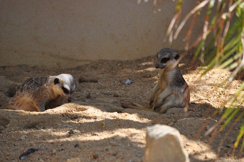 Playful suricates free photo