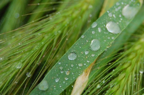 Rain droplets on leaf free photo
