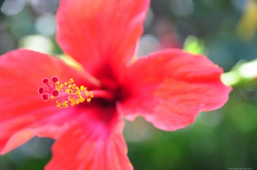 Red exotic flower free photo