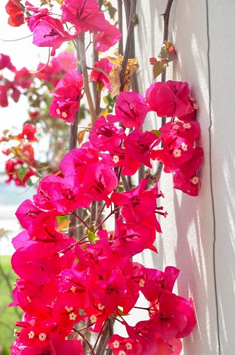 Red flowers near a wall free photo