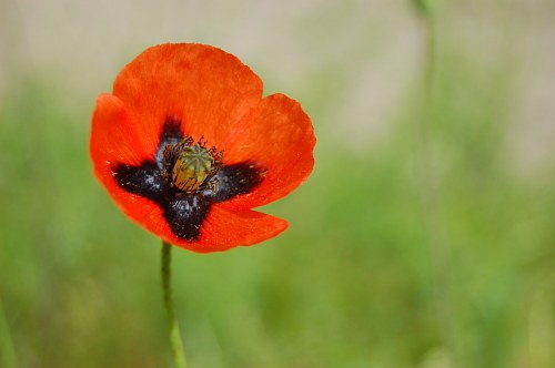 Red poppy in a field free photo