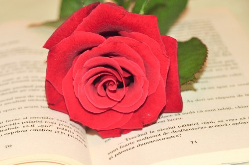 Red rose reading free photo