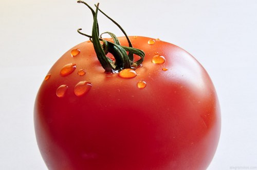 Red wet tomato free photo