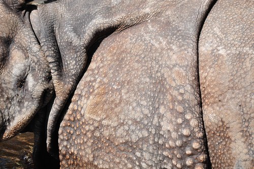 Rhinoceros body closeup free photo