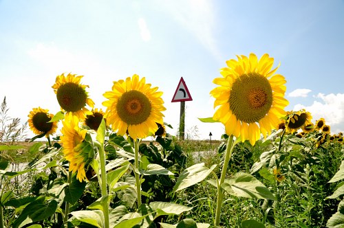 Roadside sunflowers free photo