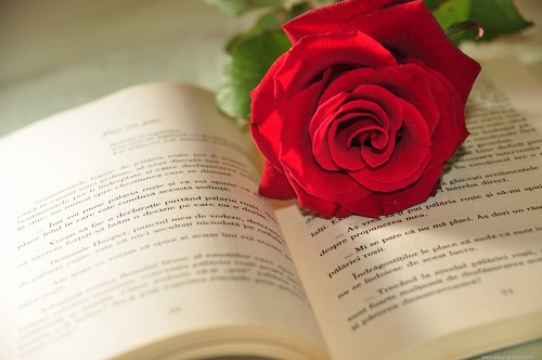 Romantic readin free photo
