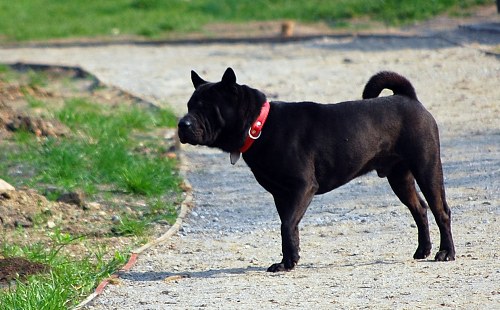 Rottweiler dog free photo