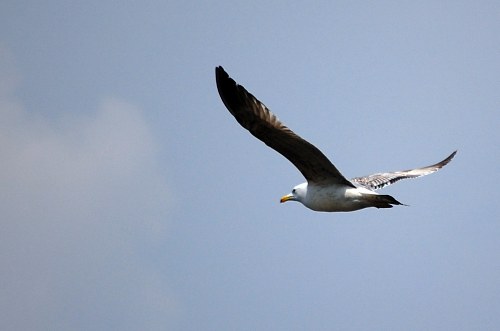 Seagull gliding in air free photo