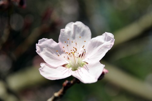 Single cherry flower closeup free photo
