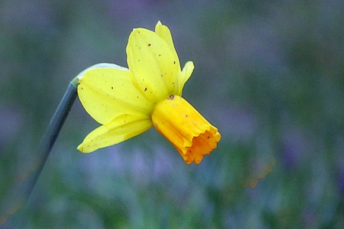 Single yellow daffodil free photo