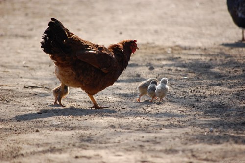 Small chicken around mother hen free photo
