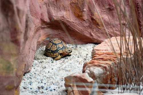 Small turtle in the desert free photo