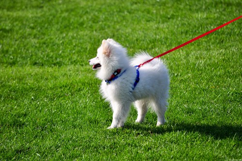 Small white poodle free photo