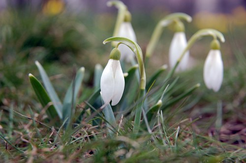 Snowdrops in forest free photo