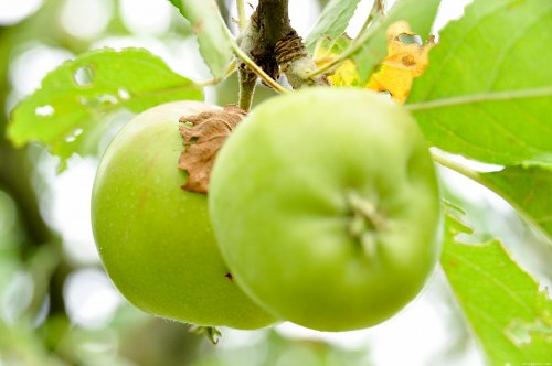 Sour green apples free photo
