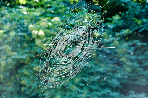 Spider web in nature free photo