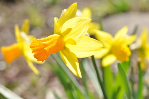 Spring daffodils free photo