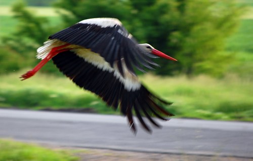 Stork in flight free photo