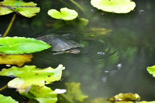 Submerged turtle free photo