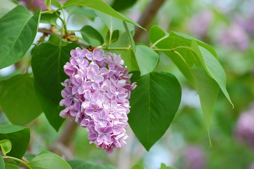 Summer lilac plant free photo