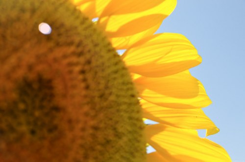 Sunflower blur free photo
