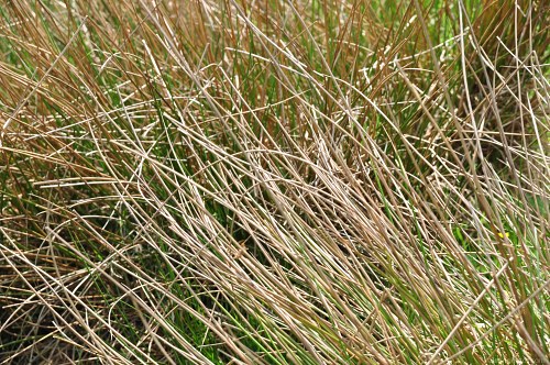 Swamp grass vegetation free photo