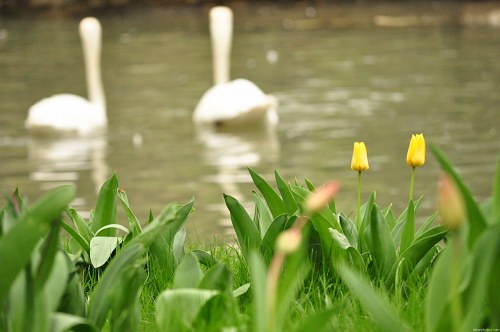 Tulips and swans free photo