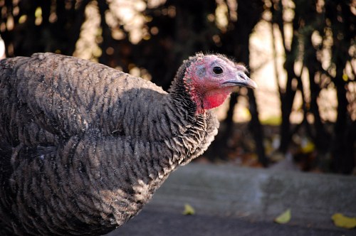Turkey in a farm free photo
