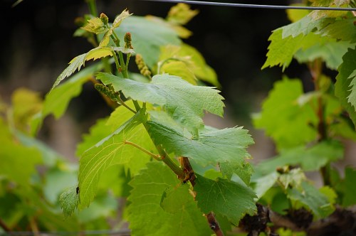 Vine leafs free photo