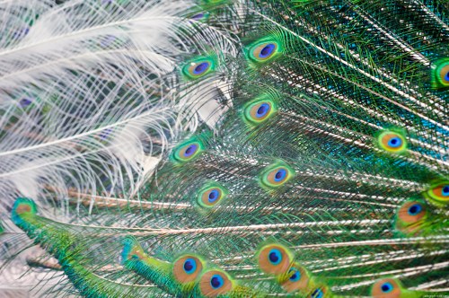 White and blue peacock feathers free photo