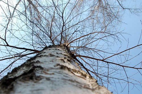 White birch tree bark free photo