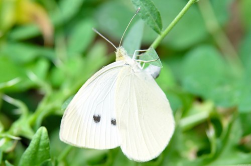 White butterfly in garden free photo