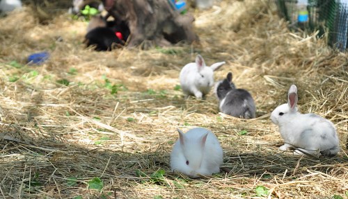 White easter bunnies for sale free photo