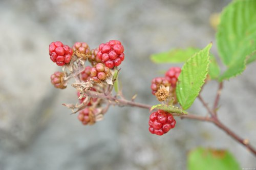 Wild blackberry fruits free photo
