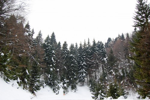 Winter forest free photo