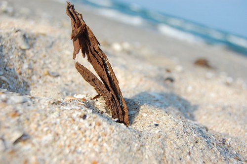 Wood in beach sand free photo
