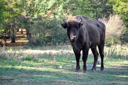 Young european buffalo in a forest free photo